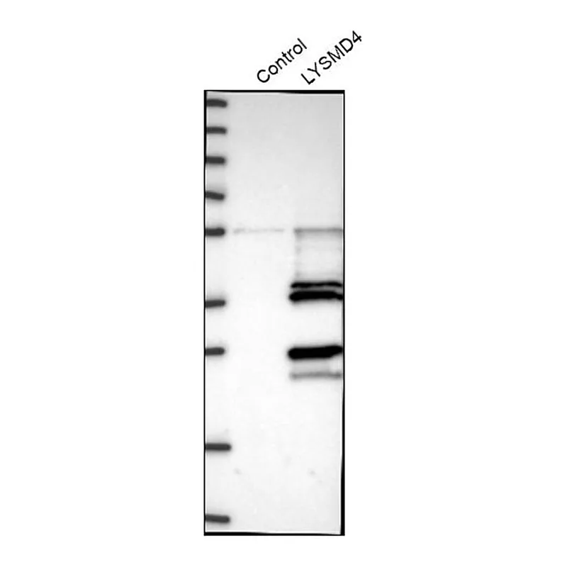 Merck Anti-LYSMD4 antibody produced in rabbit