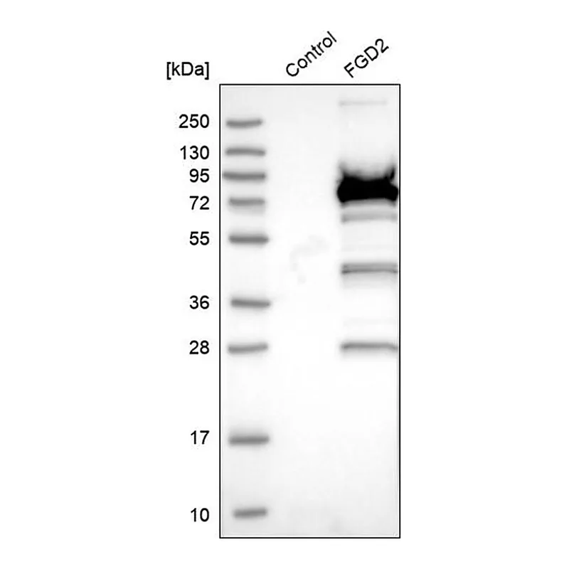 Merck Anti-FGD2 antibody produced in rabbit