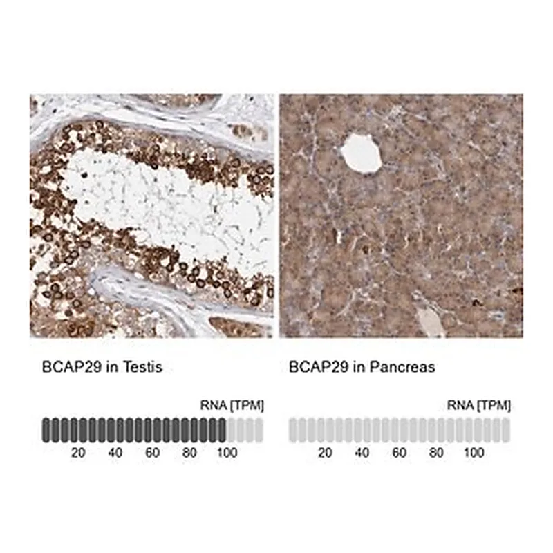 Merck Anti-BCAP29 antibody produced in rabbit
