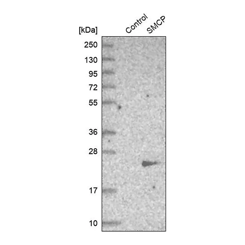Merck Anti-SMCP antibody produced in rabbit