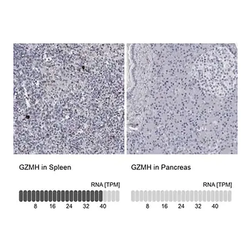 Merck Anti-GZMH antibody produced in rabbit