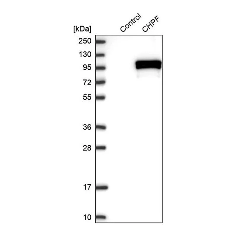 Merck Anti-CHPF antibody produced in rabbit