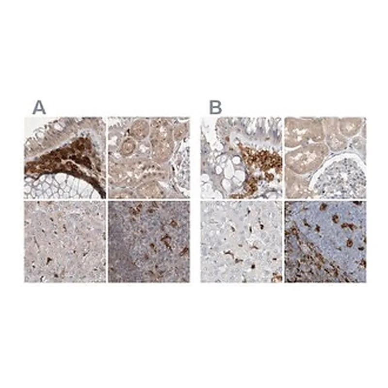 Merck Anti-NAGK antibody produced in rabbit