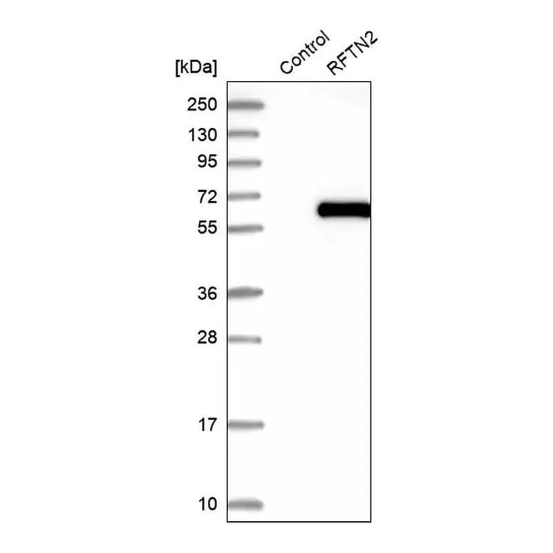 Merck Anti-RFTN2 antibody produced in rabbit