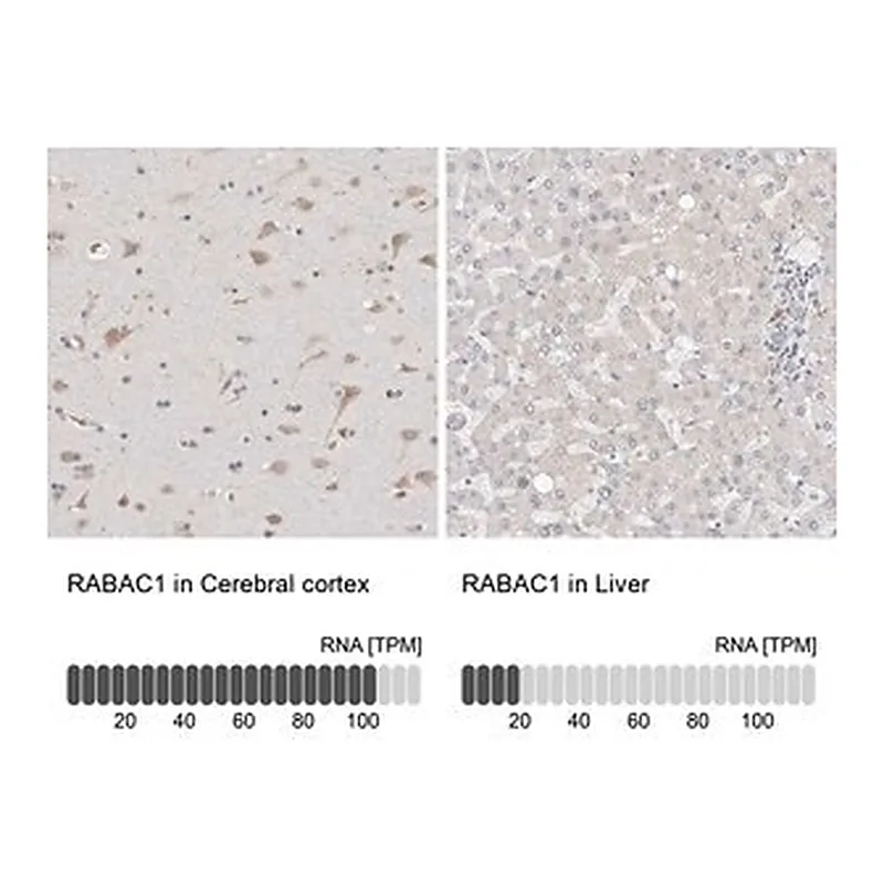 Merck Anti-RABAC1 antibody produced in rabbit