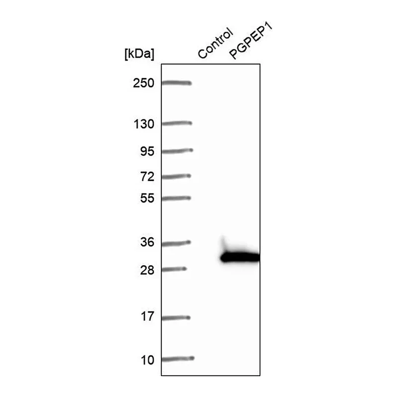 Merck Anti-PGPEP1 antibody produced in rabbit