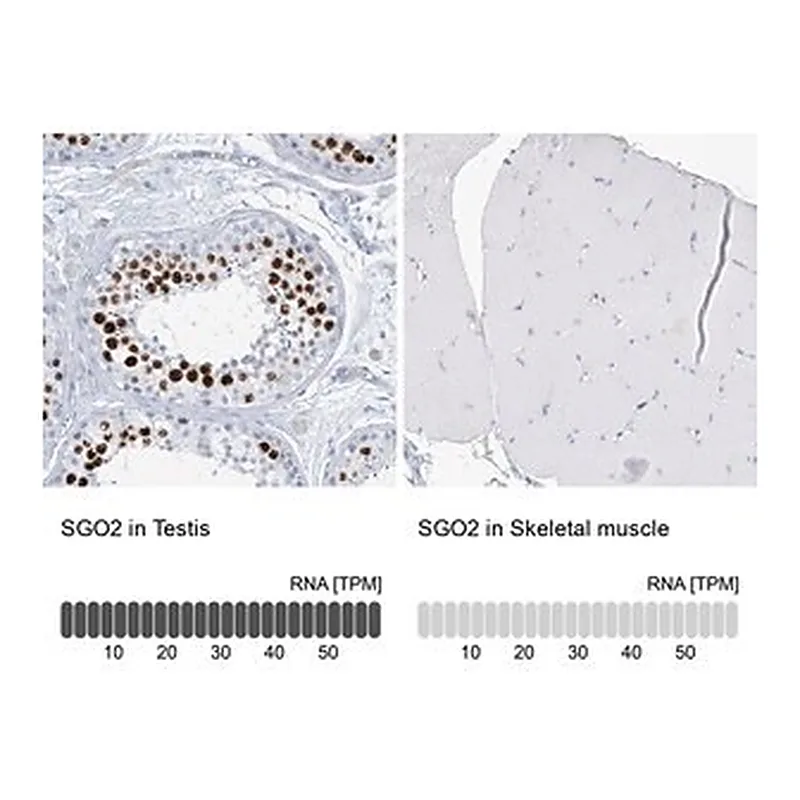 Merck Anti-SGO2 antibody produced in rabbit