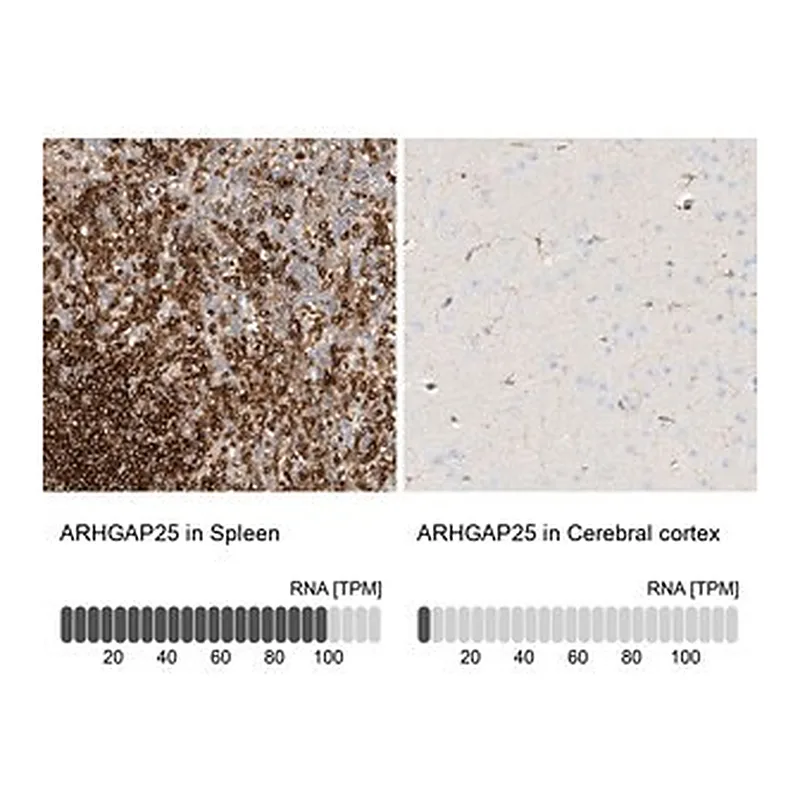 Merck Anti-ARHGAP25 antibody produced in rabbit