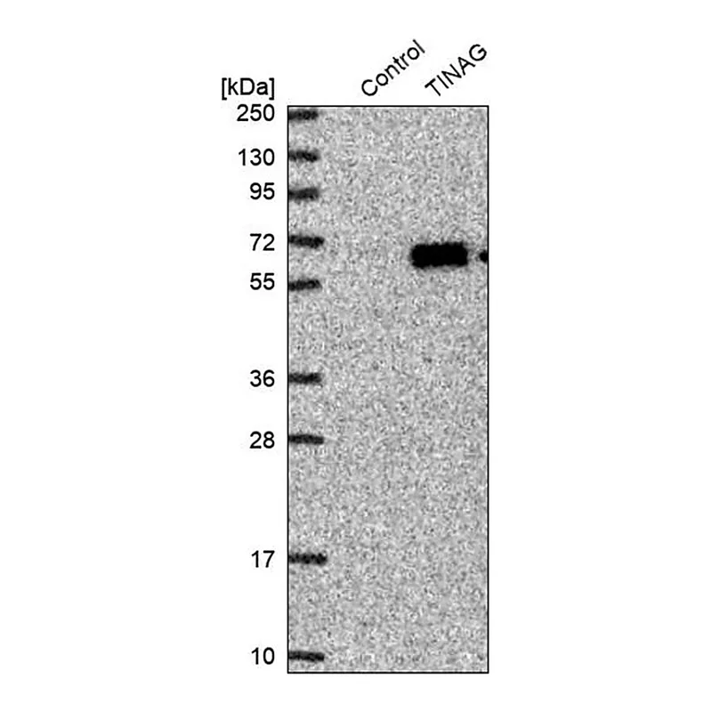 Merck Anti-TINAG antibody produced in rabbit