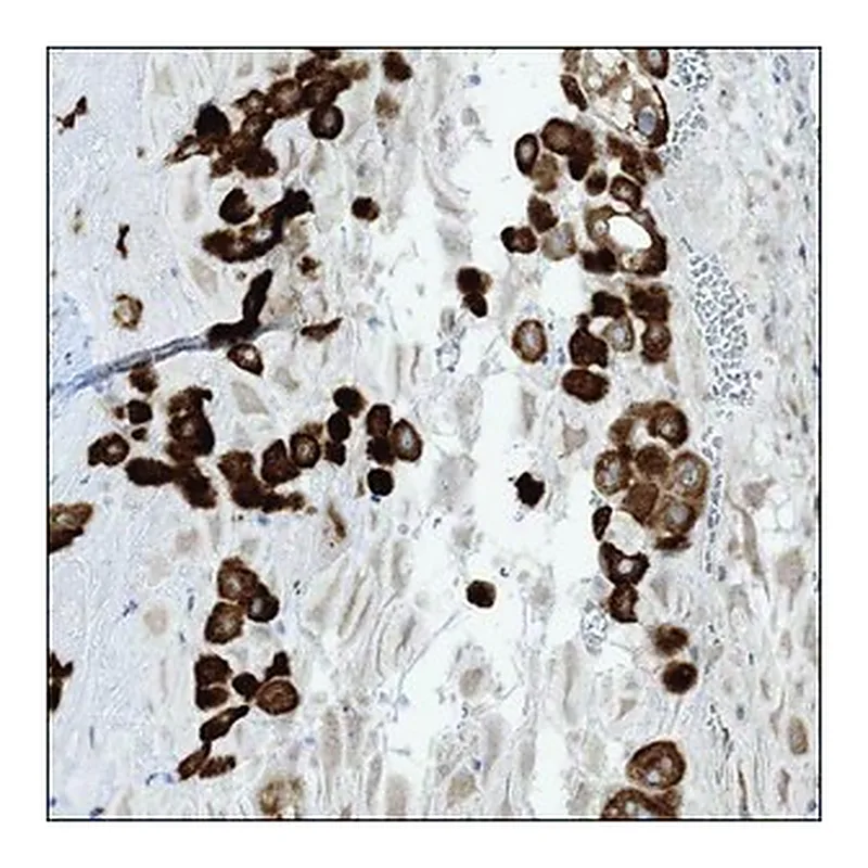 Merck Anti-LOXL3 antibody produced in rabbit