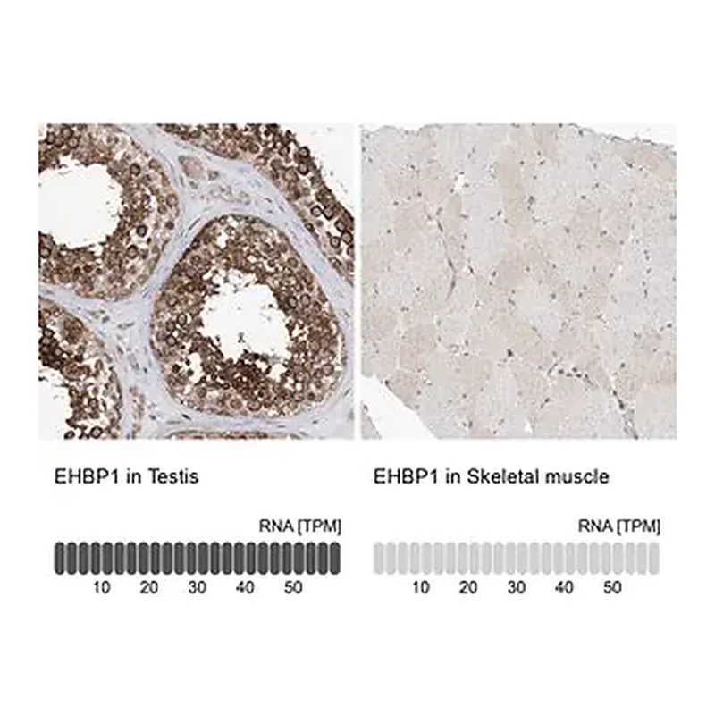 Merck Anti-EHBP1 antibody produced in rabbit