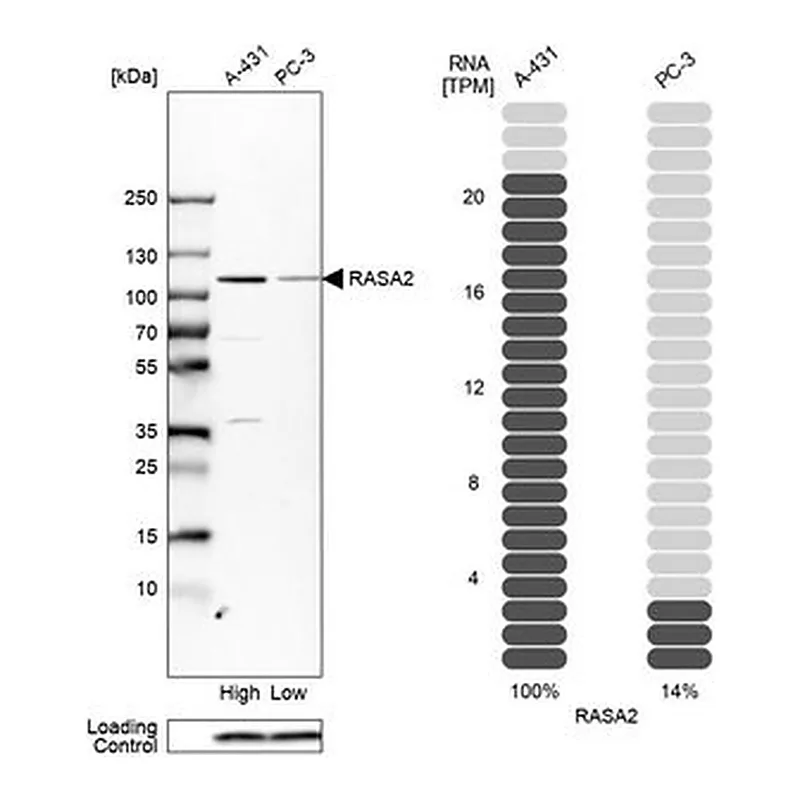 Merck Anti-RASA2 antibody produced in rabbit