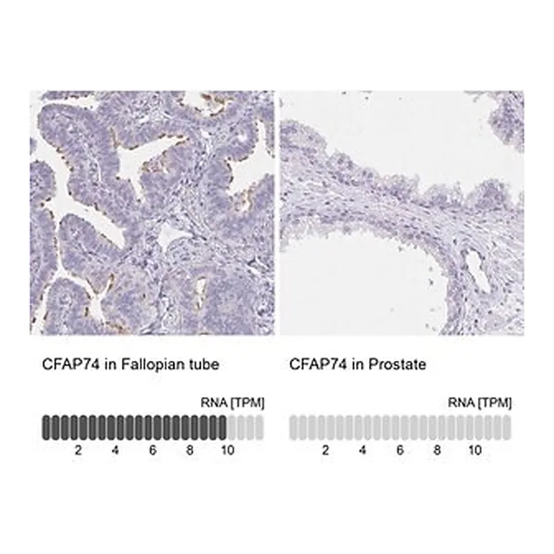 Merck Anti-CFAP74 antibody produced in rabbit