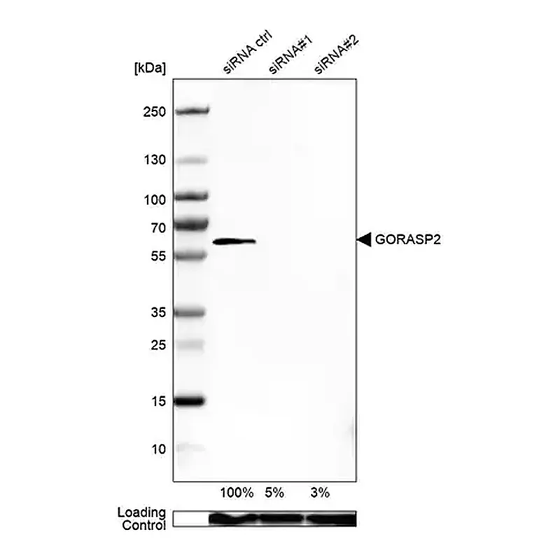 Merck Anti-GORASP2 antibody produced in rabbit