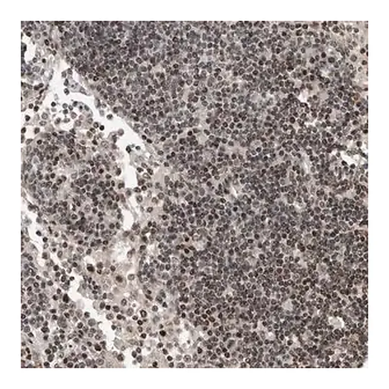Merck Anti-SNRNP48 antibody produced in rabbit