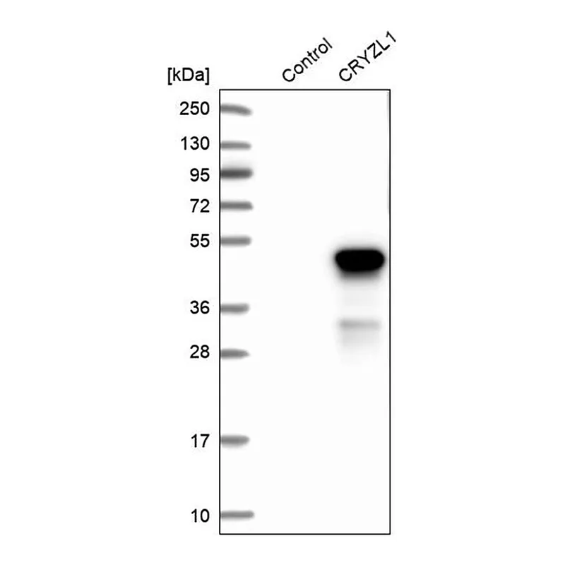 Merck Anti-CRYZL1 antibody produced in rabbit