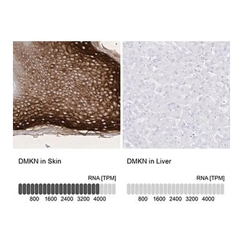 Merck Anti-DMKN antibody produced in rabbit