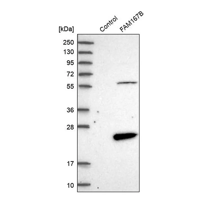 Merck Anti-FAM167B antibody produced in rabbit