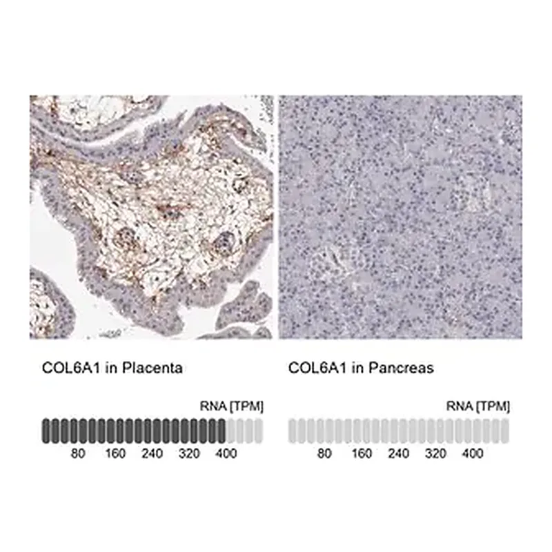 Merck Anti-COL6A1 antibody produced in rabbit