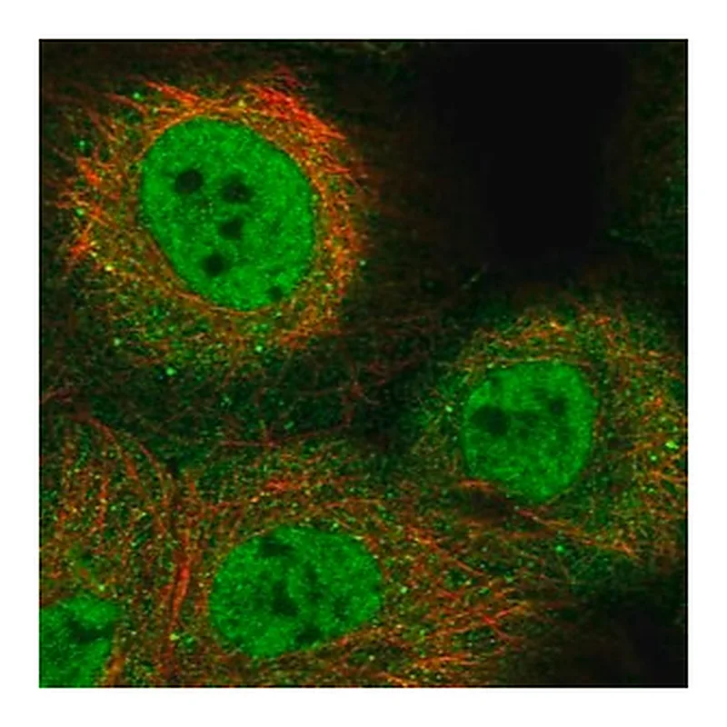 Merck Anti-KLF9 antibody produced in rabbit