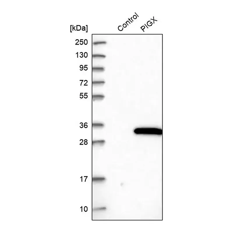 Merck Anti-PIGX antibody produced in rabbit