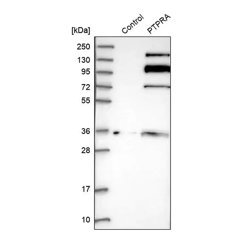 Merck Anti-PTPRA antibody produced in rabbit