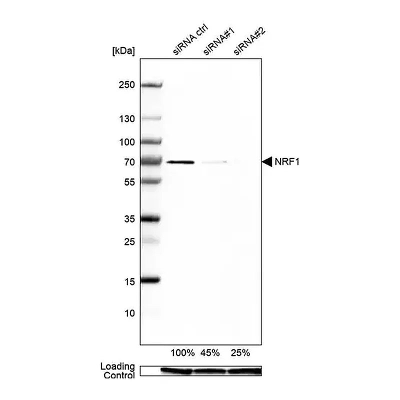 Merck Anti-NRF1 antibody produced in rabbit