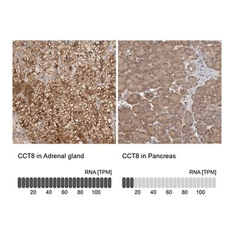 Merck Anti-CCT8 antibody produced in rabbit