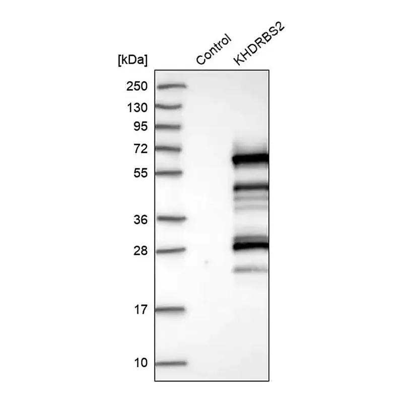 Merck Anti-KHDRBS2 antibody produced in rabbit