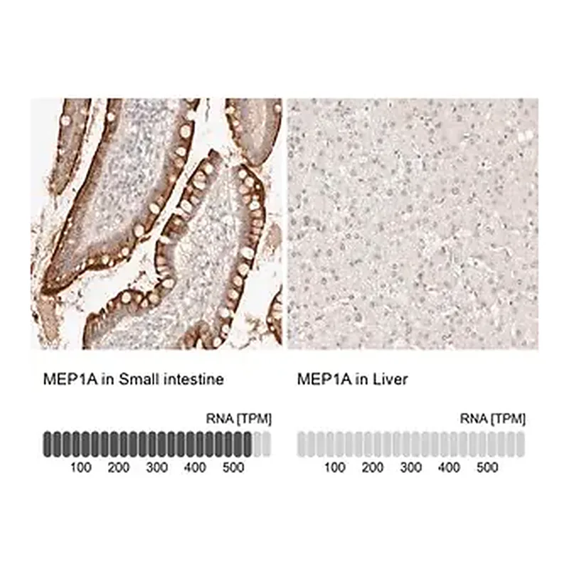 Merck Anti-MEP1A antibody produced in rabbit