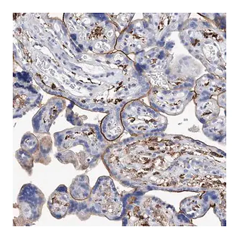 Merck Anti-MS4A4A antibody produced in rabbit