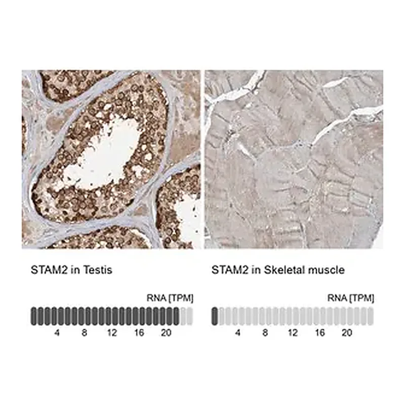 Merck Anti-STAM2 antibody produced in rabbit