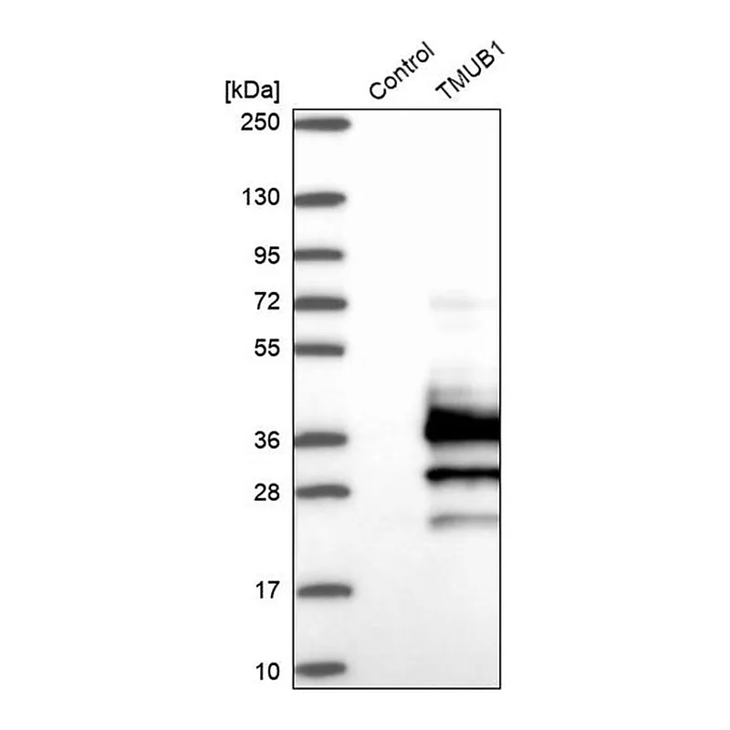 Merck Anti-TMUB1 antibody produced in rabbit