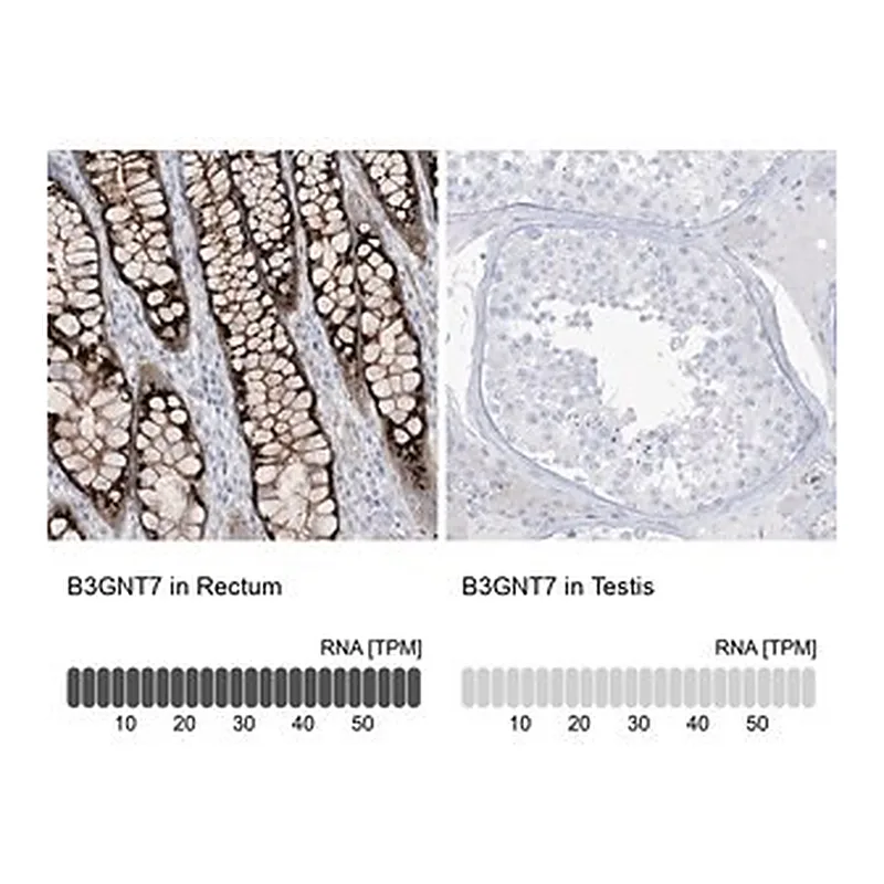 Merck Anti-B3GNT7 antibody produced in rabbit