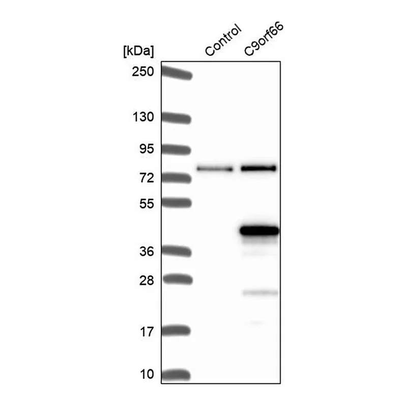 Merck Anti-C9orf66 antibody produced in rabbit