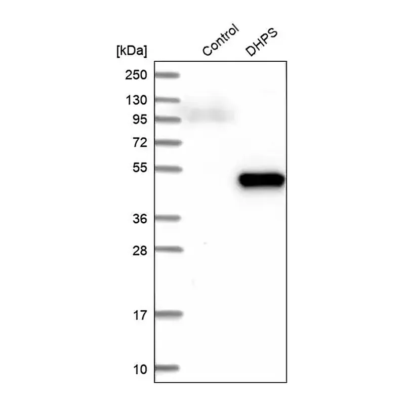 Merck Anti-DHPS antibody produced in rabbit