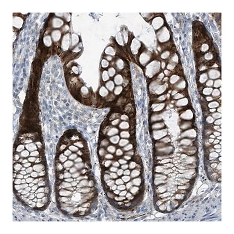 Merck Anti-FAM162A antibody produced in rabbit