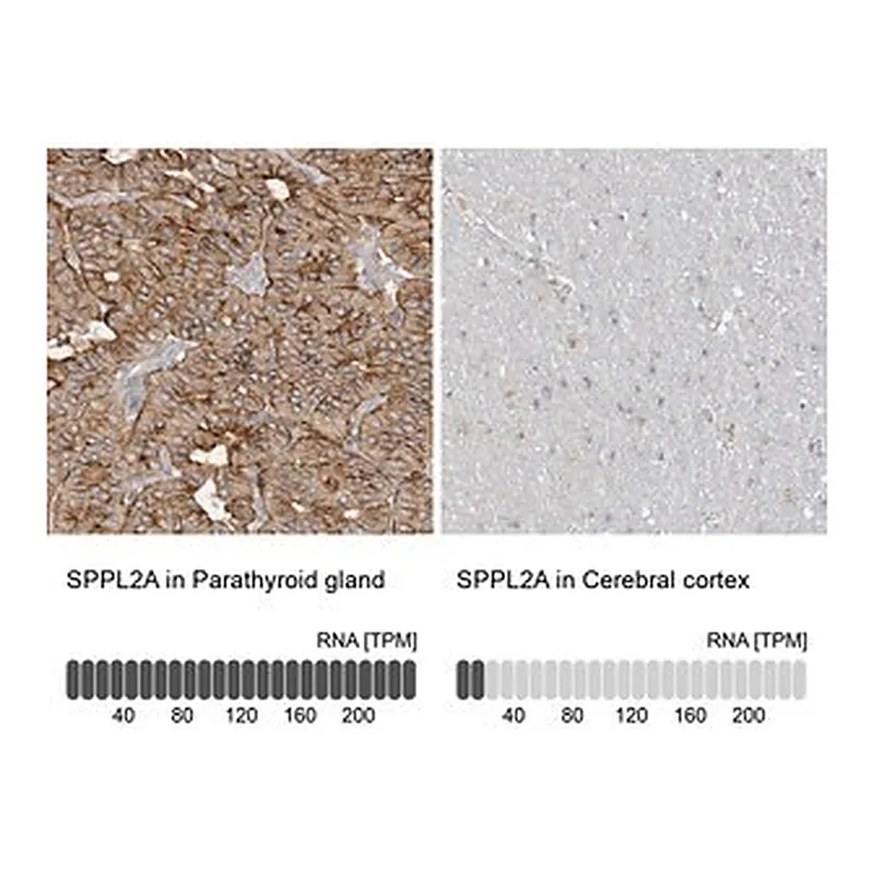 Merck Anti-SPPL2A antibody produced in rabbit