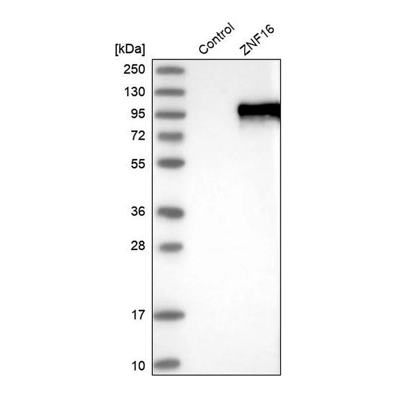 Merck Anti-ZNF16 antibody produced in rabbit