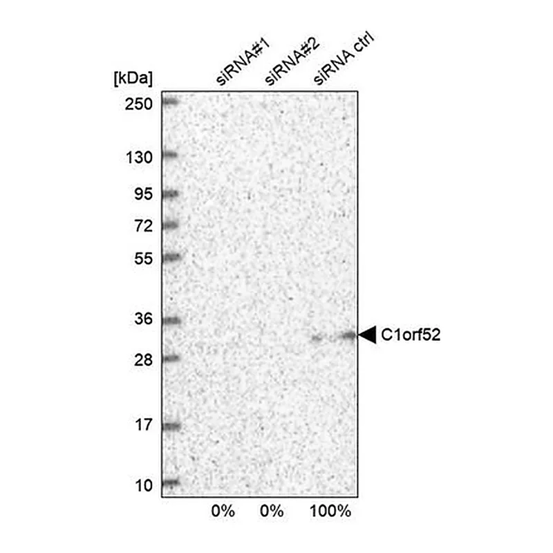 Merck Anti-C1orf52 antibody produced in rabbit