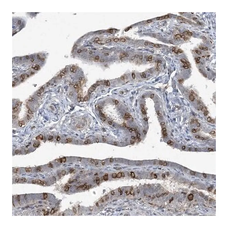 Merck Anti-CDS1 antibody produced in rabbit