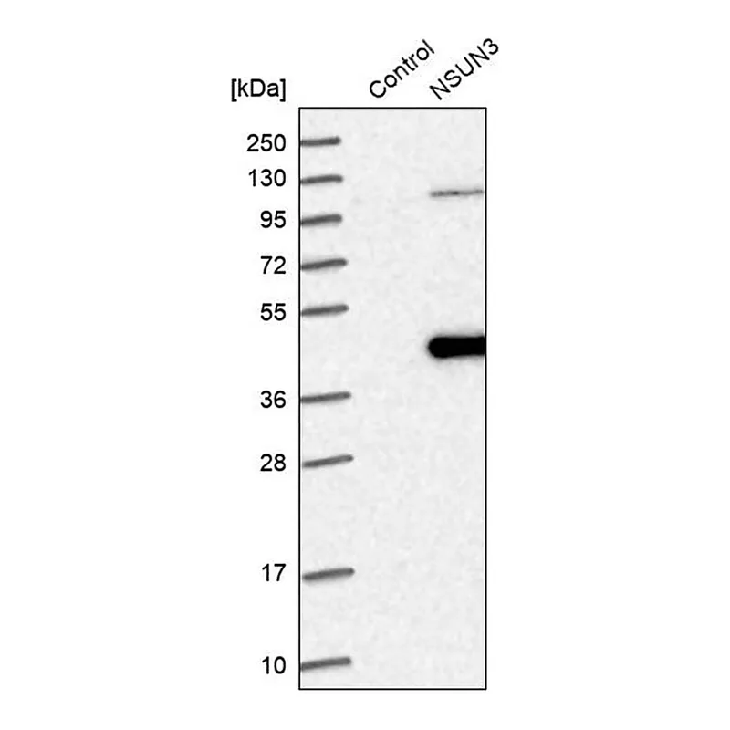 Merck Anti-NSUN3 antibody produced in rabbit