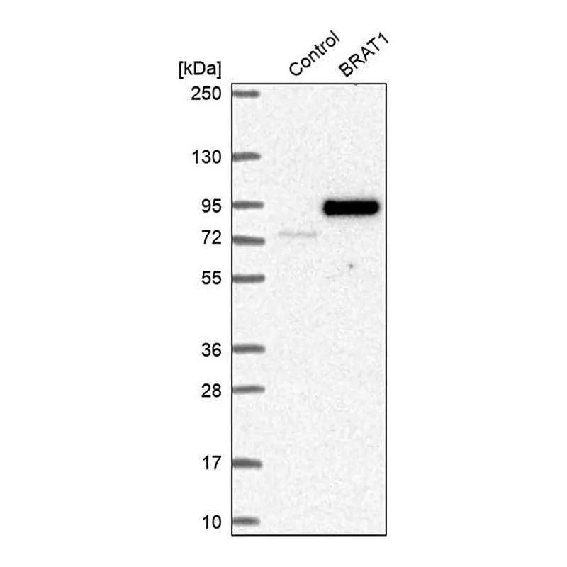 Merck Anti-BRAT1 antibody produced in rabbit