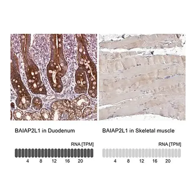 Merck Anti-BAIAP2L1 antibody produced in rabbit
