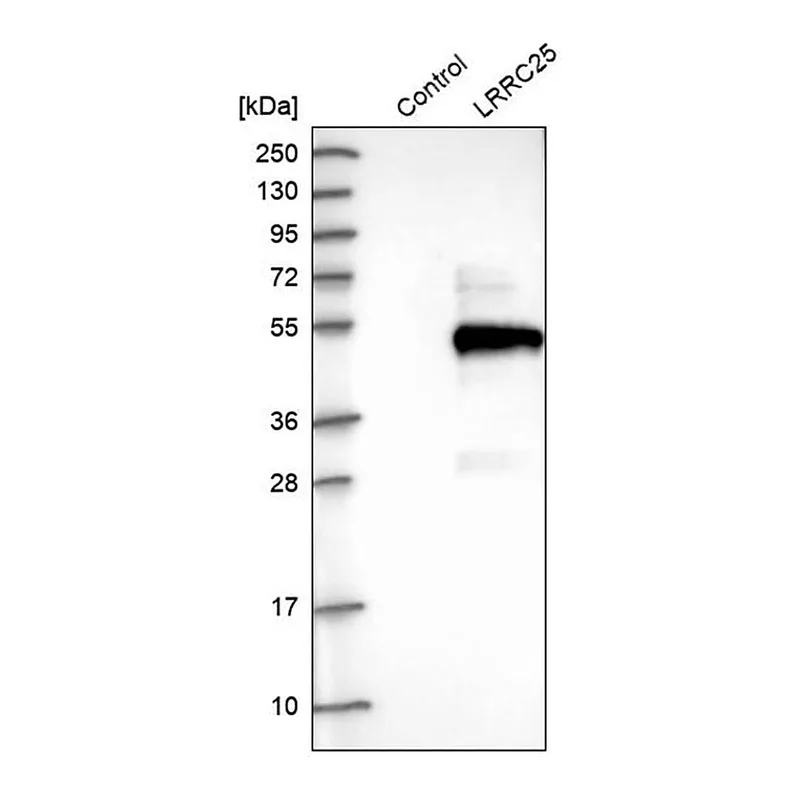 Merck Anti-LRRC25 antibody produced in rabbit