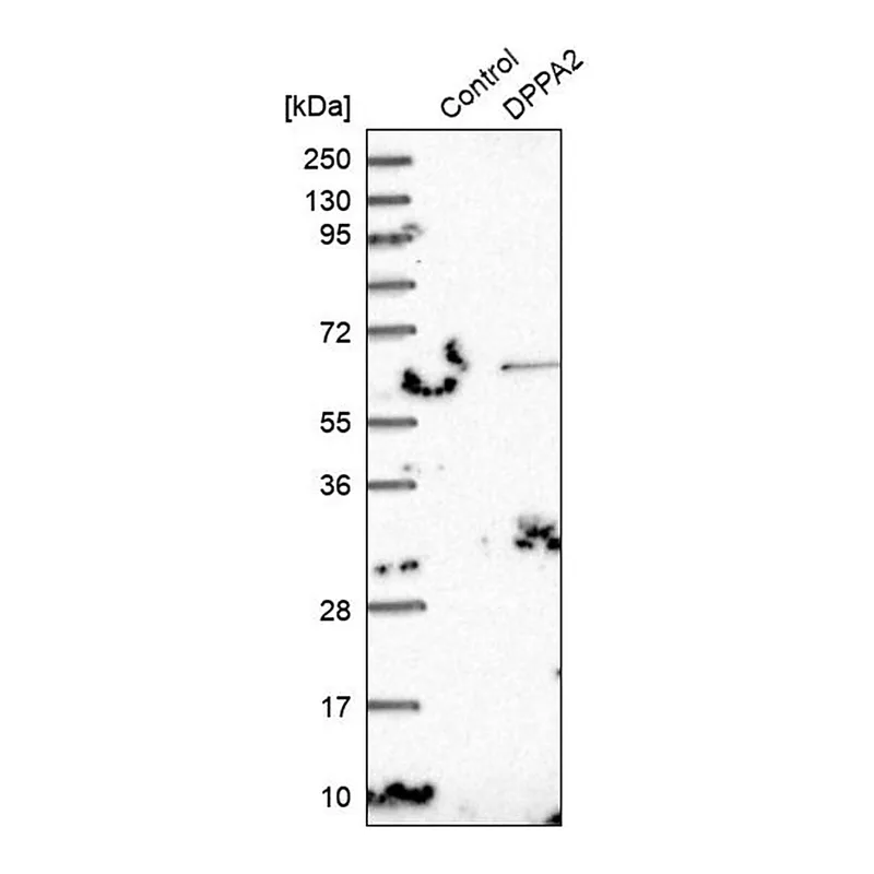 Merck Anti-DPPA2 antibody produced in rabbit