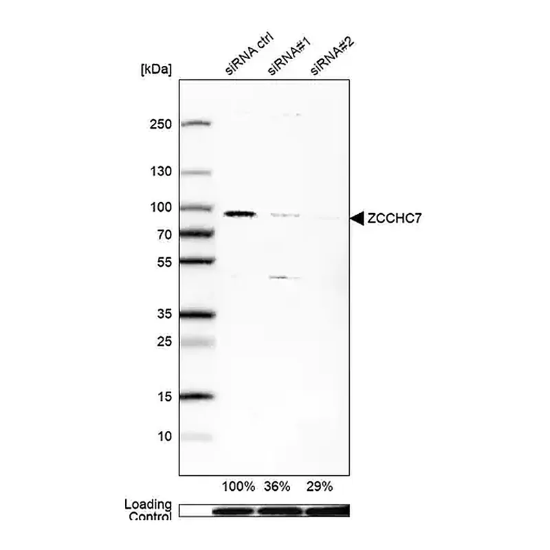 Merck Anti-ZCCHC7 antibody produced in rabbit