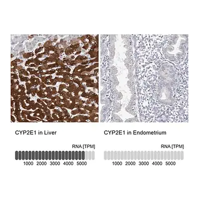 Merck Anti-CYP2E1 antibody produced in rabbit
