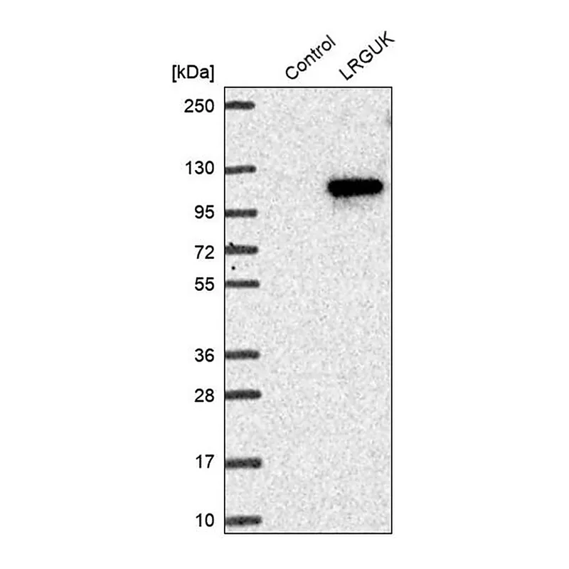 Merck Anti-LRGUK antibody produced in rabbit