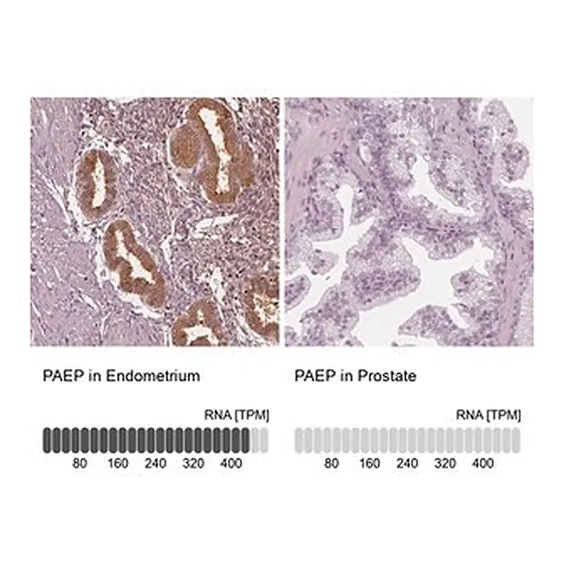 Merck Anti-PAEP antibody produced in rabbit